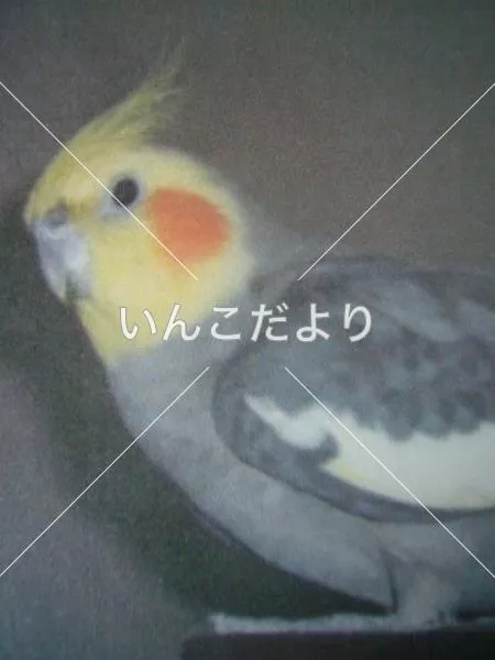 コメントの画像