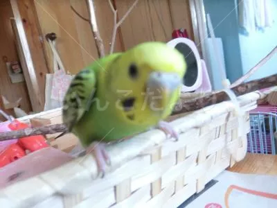 コメントの画像