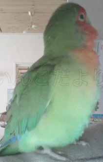 コメントの画像