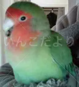 コメントの画像