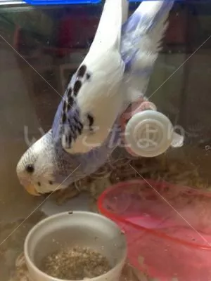 コメントの画像