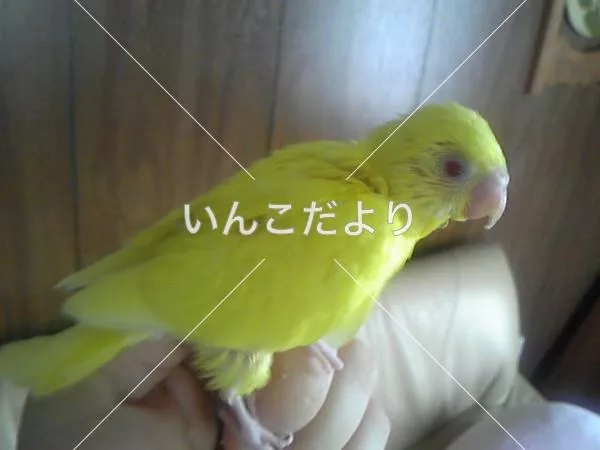 コメントの画像