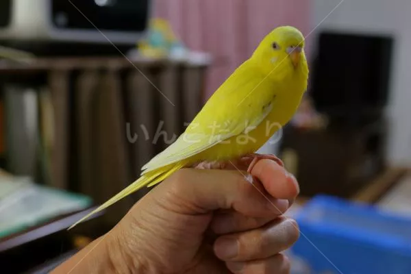 コメントの画像