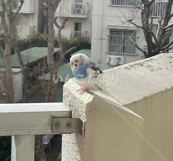 コメントの画像