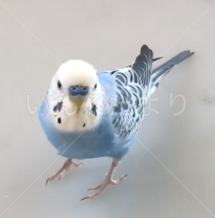 コメントの画像