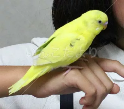 コメントの画像