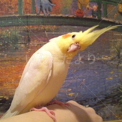 コメントの画像