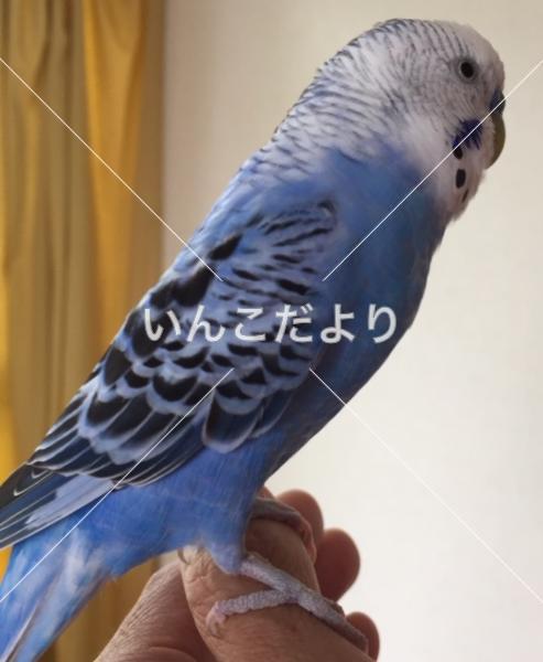 コメントの画像