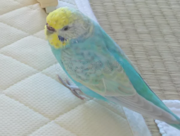 コメントの画像