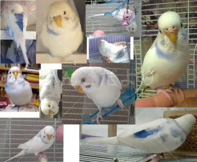 コメントの画像