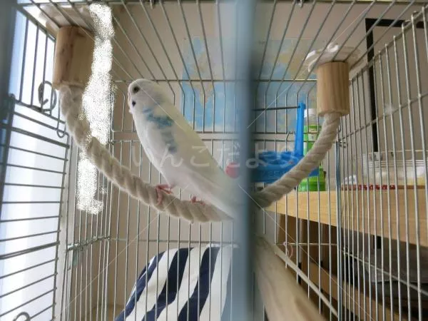 コメントの画像