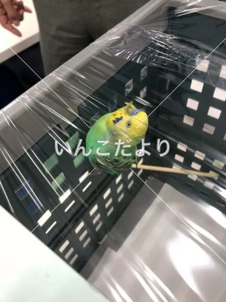 コメントの画像