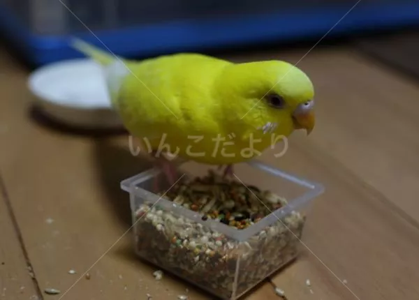 コメントの画像