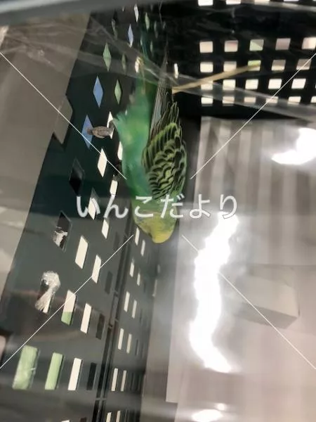 コメントの画像