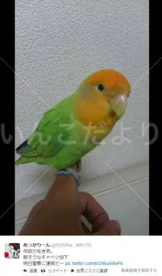 コメントの画像