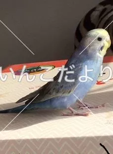 コメントの画像