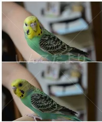 コメントの画像