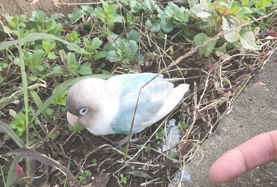 コメントの画像