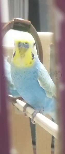 コメントの画像