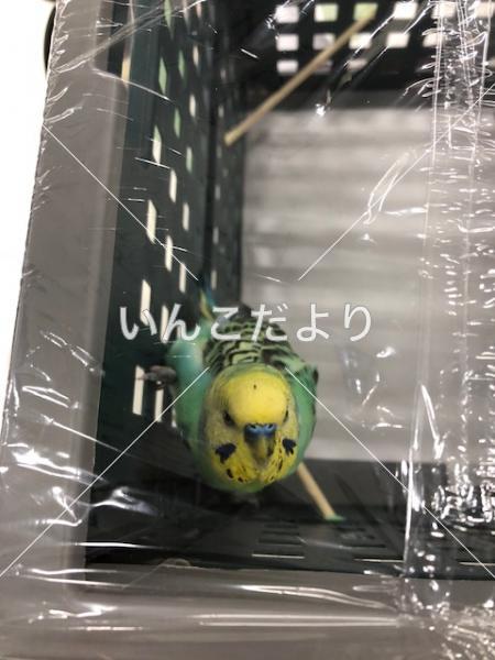 コメントの画像