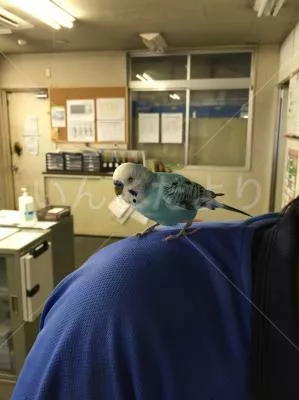 コメントの画像