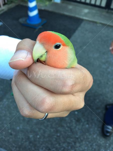 コメントの画像