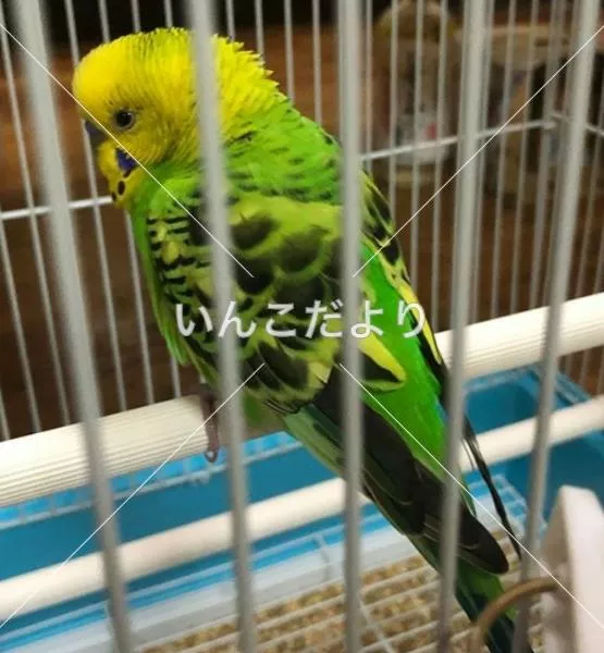 コメントの画像