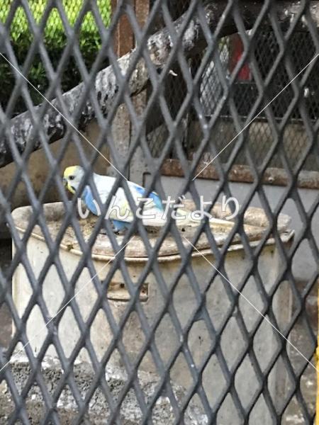 コメントの画像