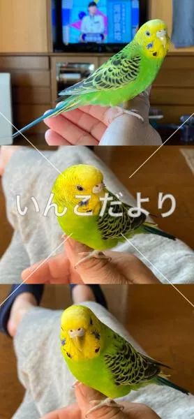 コメントの画像