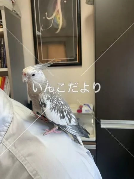 コメントの画像