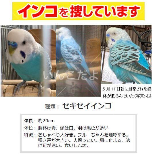 コメントの画像