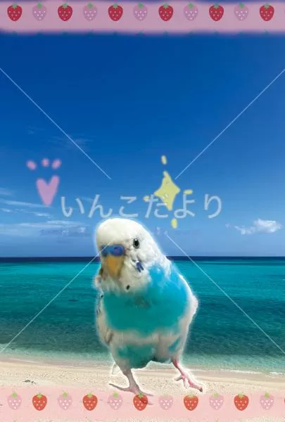 コメントの画像