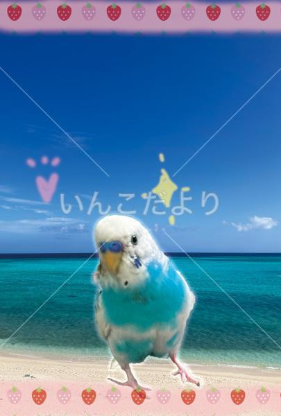 コメントの画像