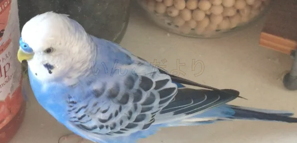 コメントの画像