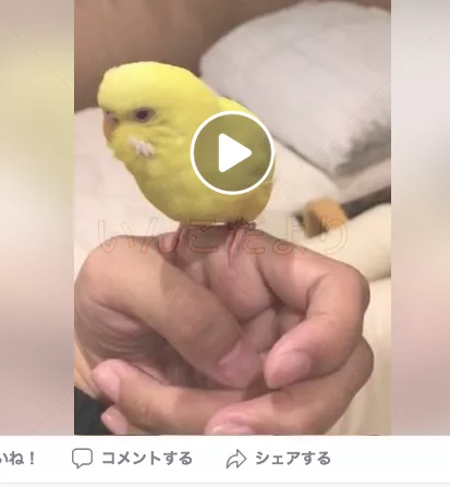 コメントの画像