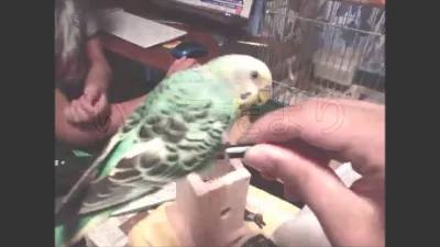 コメントの画像