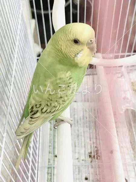 コメントの画像