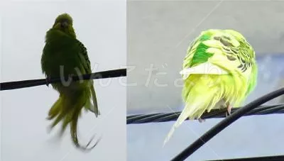 コメントの画像