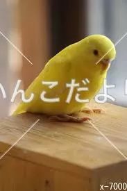 コメントの画像