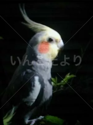 コメントの画像