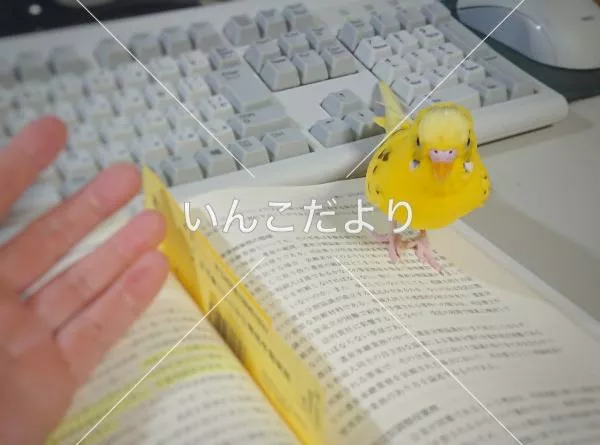 コメントの画像