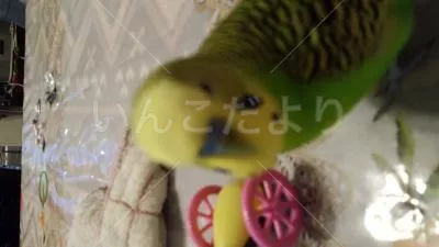 コメントの画像