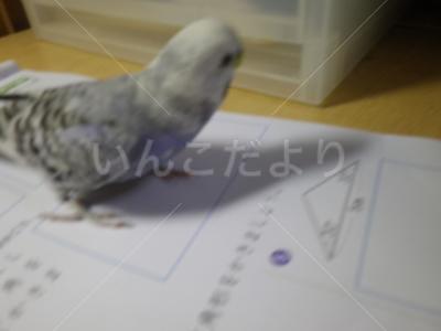 コメントの画像