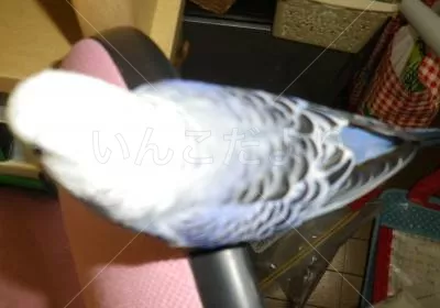 コメントの画像