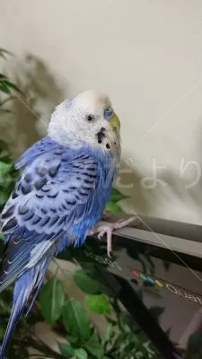 コメントの画像