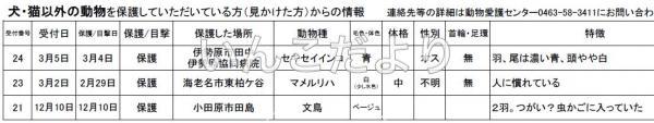 コメントの画像