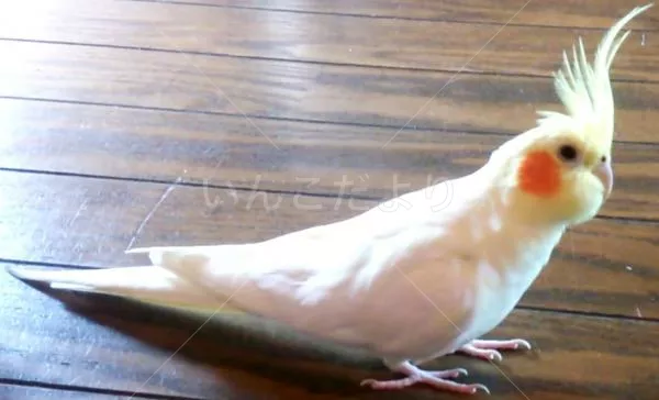 コメントの画像