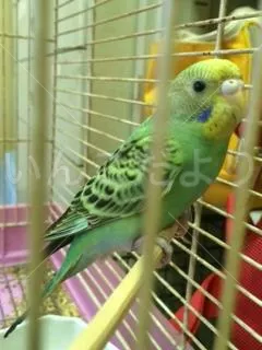 コメントの画像