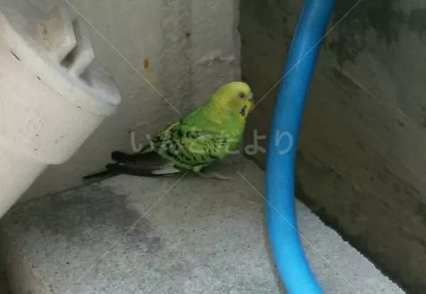 コメントの画像