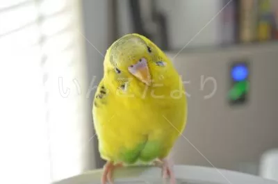 コメントの画像